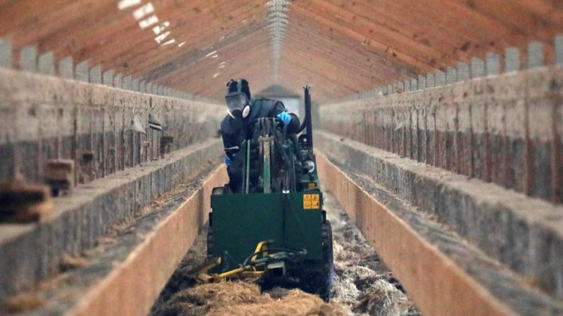 Danimarka'da kuş gribi nedeniyle 9 bin kümes hayvanı itlaf edilecek