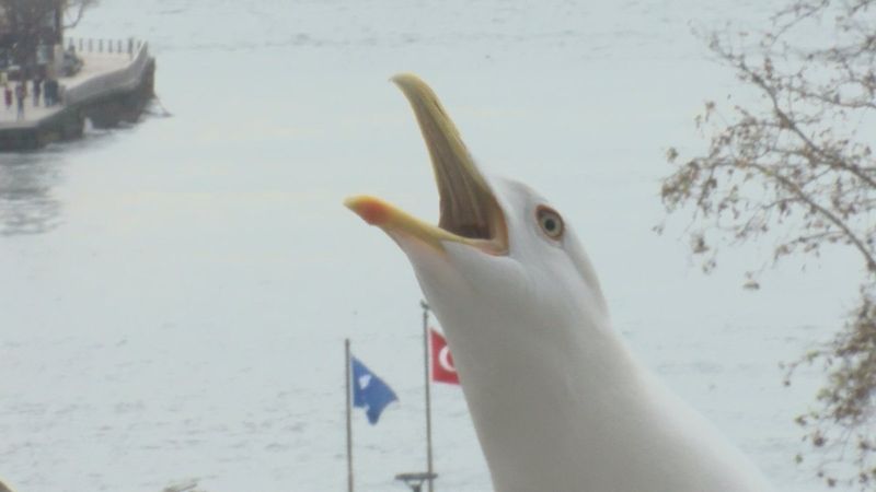 Üsküdar'daki aile martılarla dost oldu