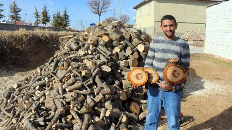 Yozgat'ta kesilen ağacın gövdesinden ay yıldız figürü çıktı
