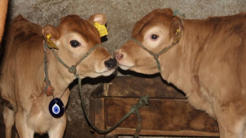 Sinop'ta buzağılara korona aşısını bulan Türk çiftin isimlerini verdi