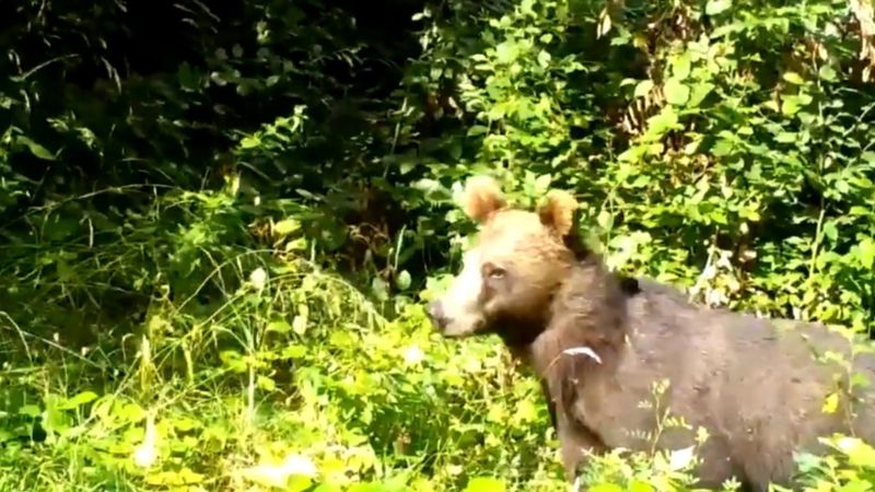 Fotokapanlara yakalanan hayvanların görüntüleri