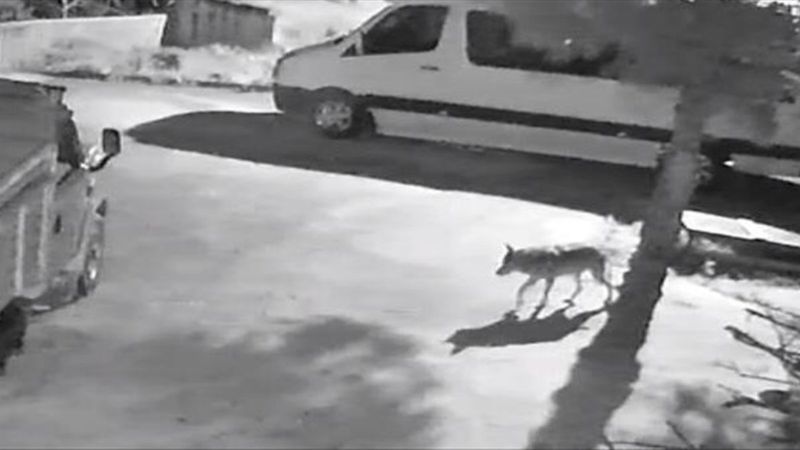 Giresun'da aç kalan kurtlar şehre indi