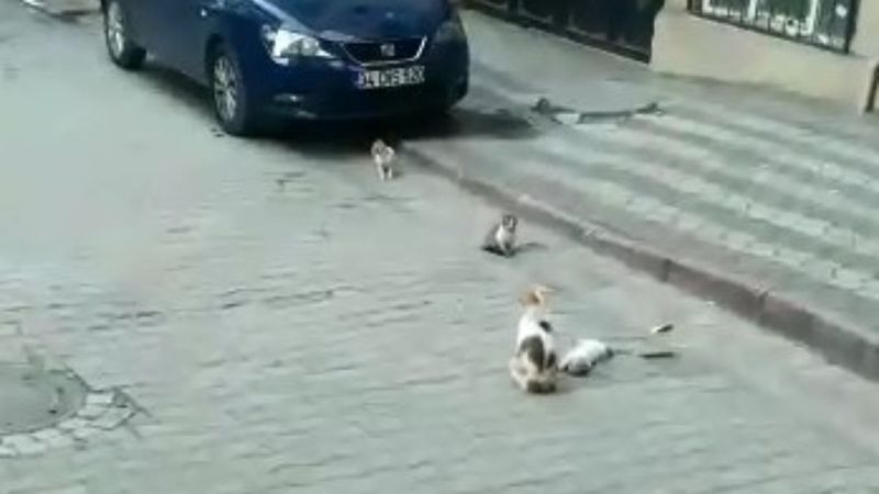 Sultangazi'de yavrusu ölen kedi, başından ayrılmadı