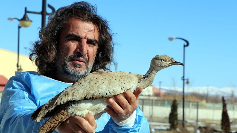 Bitlis'te, kırmızı listedeki yaralı yakalı toy kuşu bulundu