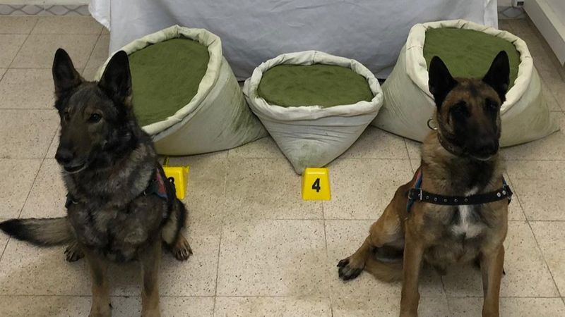 Bingöl'de 117 kilogram esrar ele geçirildi