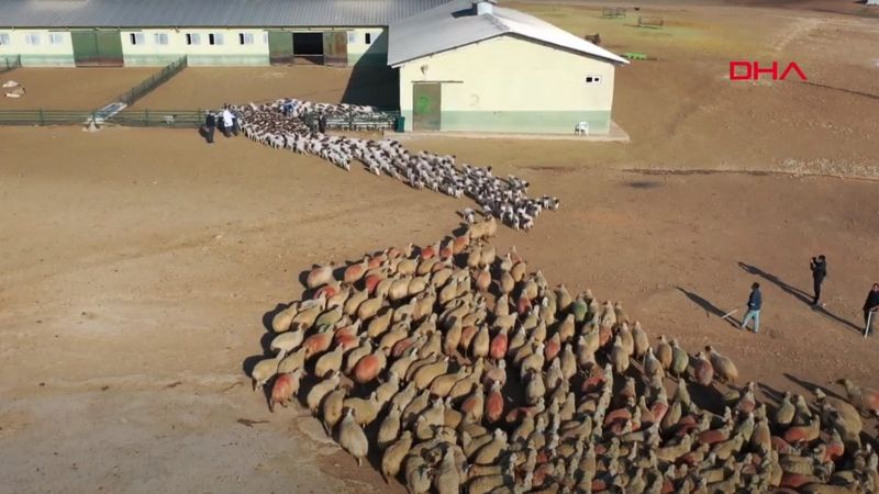 Şanlıurfa'da kuzuların anneleriyle buluştuğu renkli görüntüler