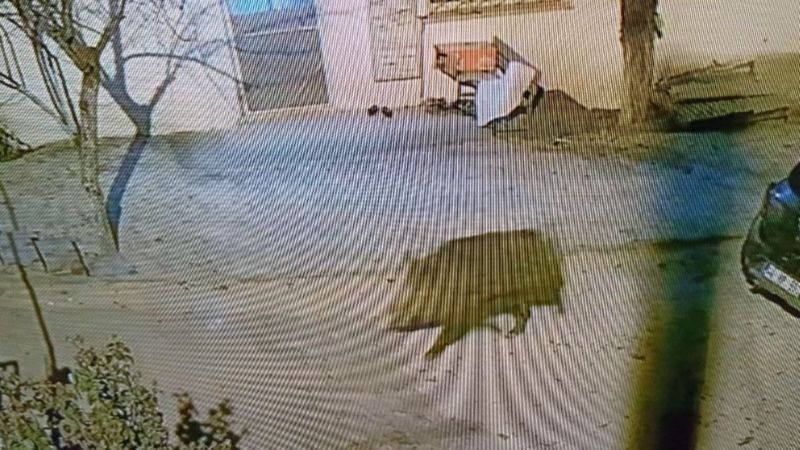 Malatya'da mahalleli, sopayla domuz nöbeti tuttu