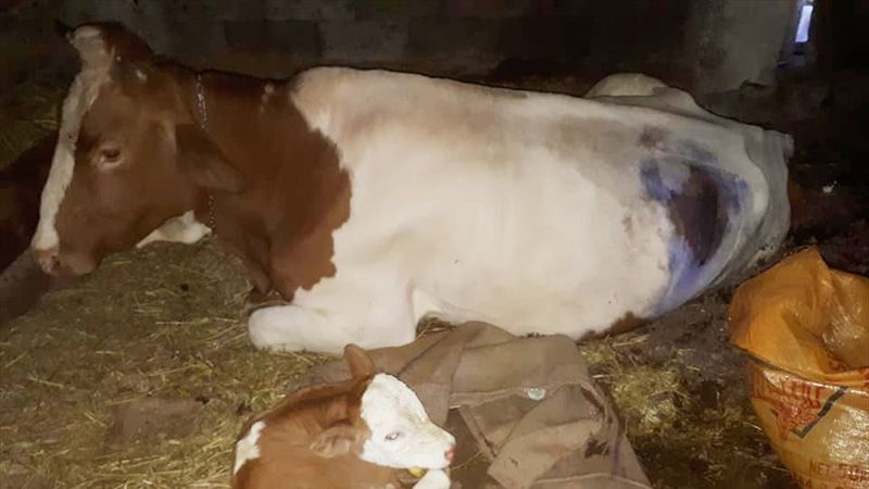Giresun'da gebe ineğin midesinden çivi çıktı