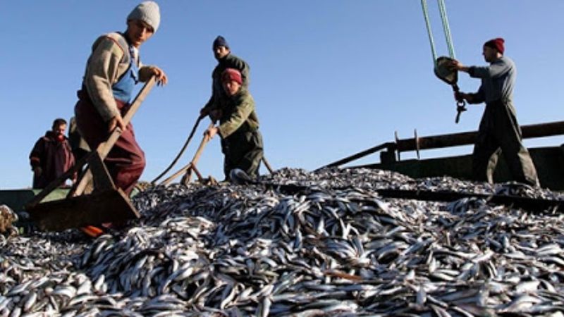 Hamsi avı 10 gün durduruldu