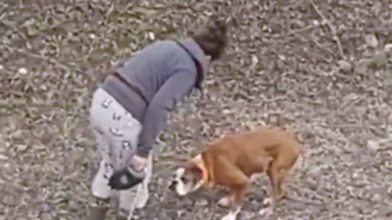 Antalya'da köpeklerini sopayla döven şahıs