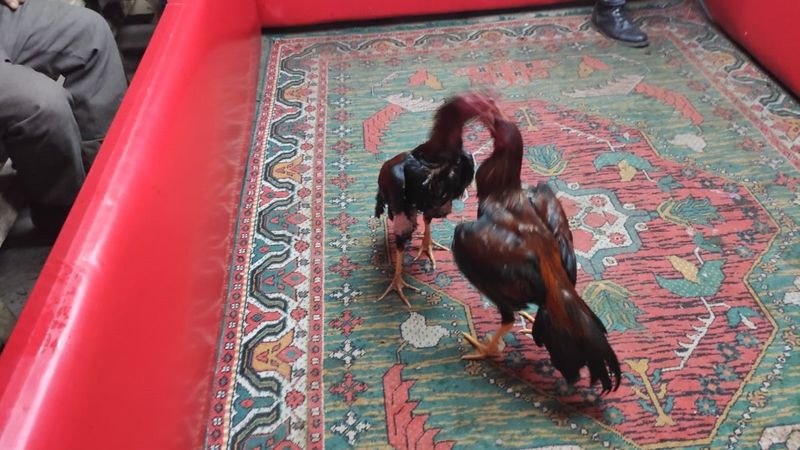 İzmir'de horoz dövüşü yapılan çay ocağına baskın