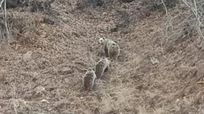 Tunceli'de kış uykusuna yatamayan anne boz ayı ve yavruları