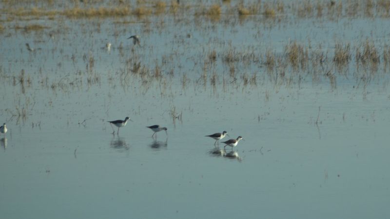 Konya'da kuşlar, sıcak havalar nedeniyle göç etmedi