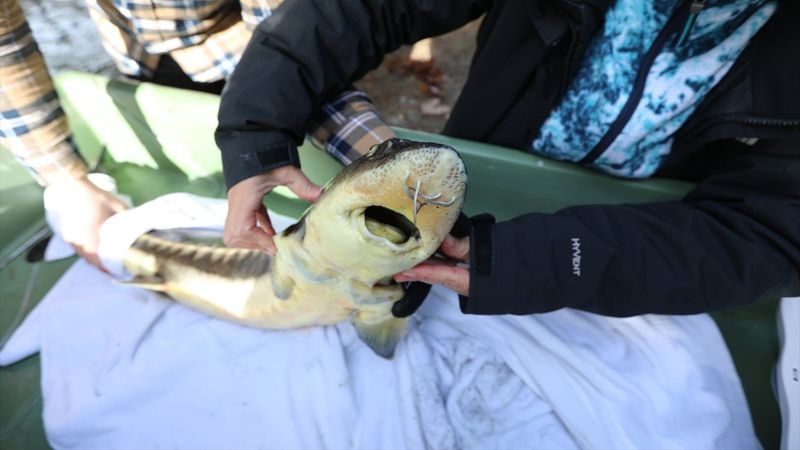 Mersin balığı, özel havuzlarda gözetim altında tutuluyor