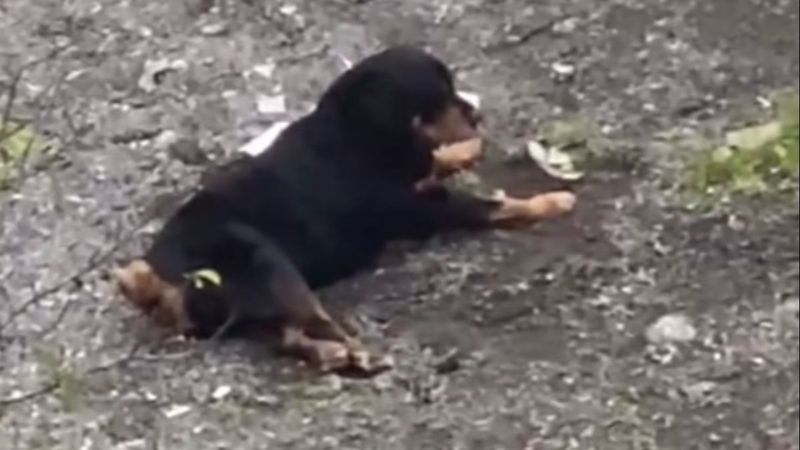 İstanbul'da sakat köpek kaderine terk edildi