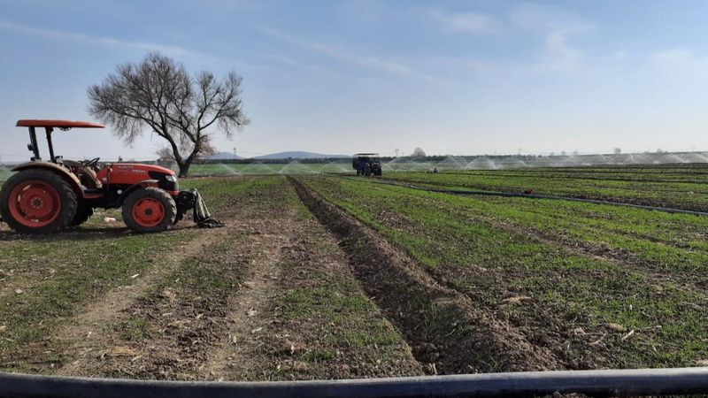 Adana'da buğdayda kuraklık tehdidi