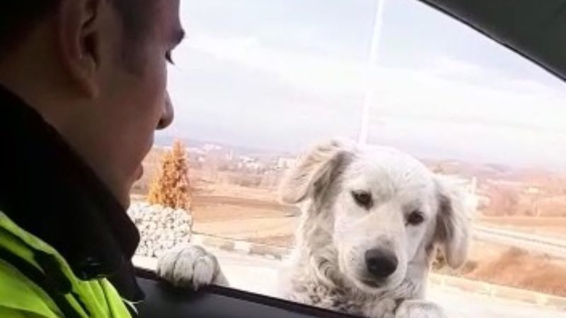 Samsun'da trafik polisinden sevimli köpeğe gülümseten soru