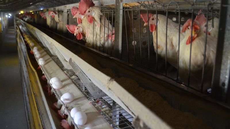 Yumurta fiyatları üreticiyi de rahatsız etti