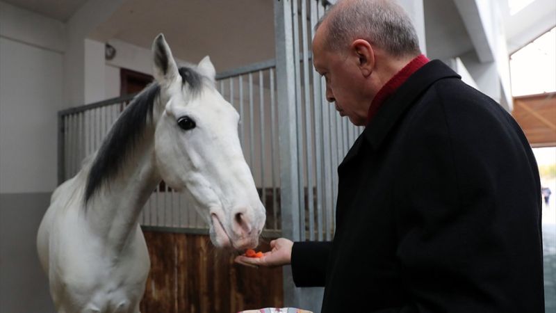 Cumhurbaşkanı Erdoğan, atı elleriyle besledi