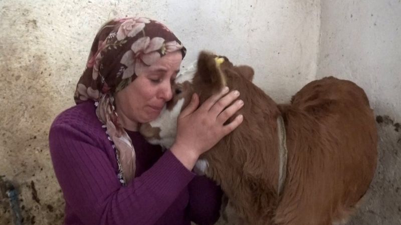 Trabzon'da hayvanları telef olunca üzüntüden bayıldı