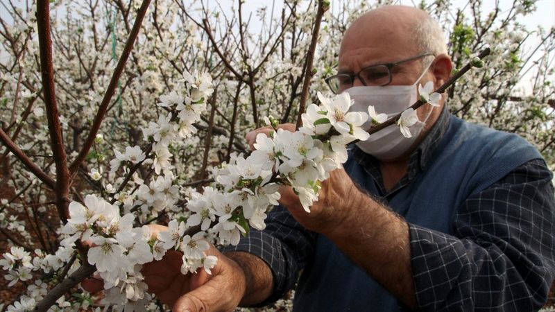 Mersin'de erik ağaçları çiçek açtı
