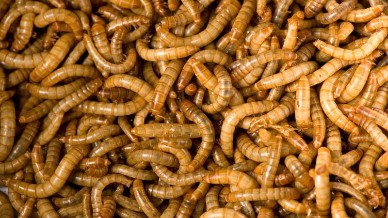 Sarı un kurdu nedir? Sarı un kurdu yenir mi, zararlı mı? Sarı un kurdu ne işe yarar?