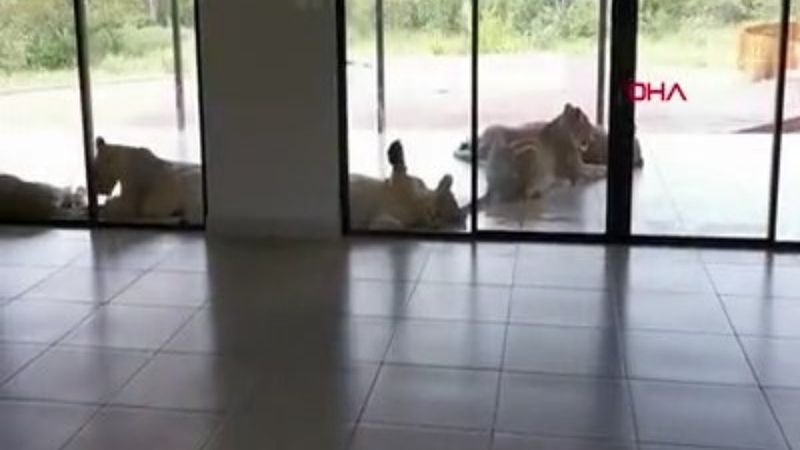 Güney Afrikalı çiftin evini aslanlar bastı