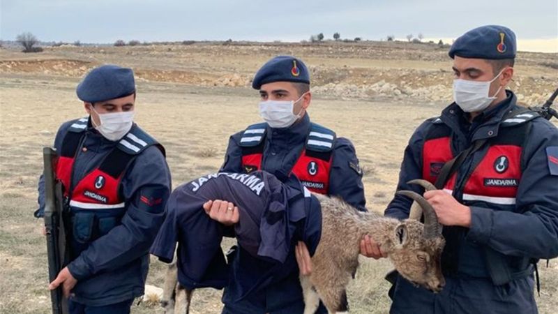 Mersin'de yaban keçisi yavrusu donmak üzereyken bulundu