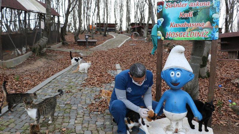 Samsun'da 20 dönümlük kedi kasabası