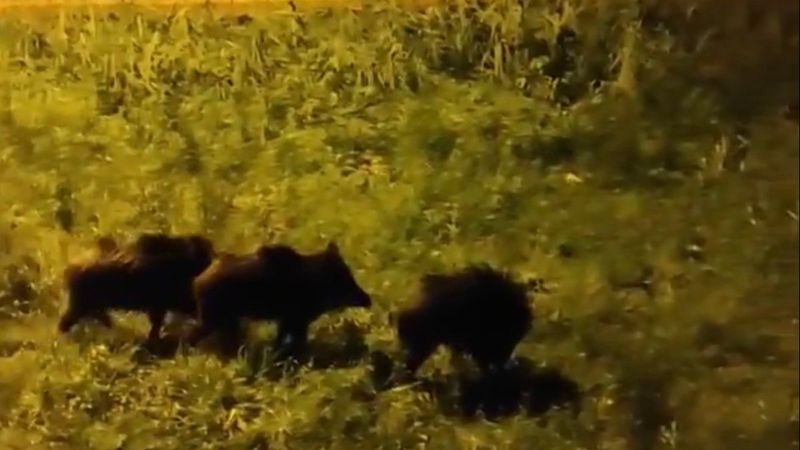 Bursa'da aç kalan domuz sürüsü şehre indi