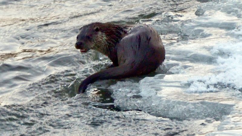 Kars Çayı'nda su samurları, avlanmaya çalışırken görüntülendi