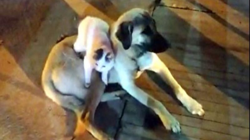 Van'da kedi ile köpeğin arkadaşlığı tebessüm ettirdi