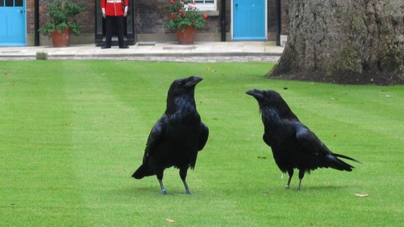 İngiltere'de kraliyetin gücünü simgeleyen kuzgunlardan biri kayboldu