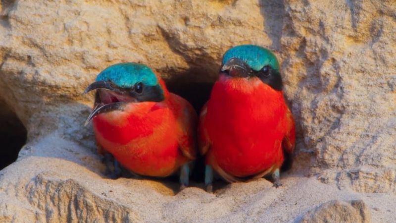 Vahşi yaşamda kartal ve timsahın arı kuşu avı