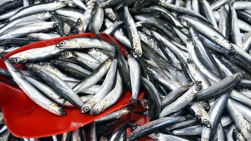 Hamsi avı yasağı, 28 Ocak'a uzatıldı