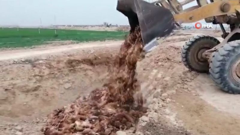 Irak'ta kuş gribi: 60 bin tavuk itlaf edildi