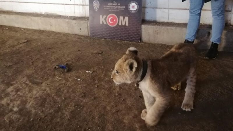 İzmir'de bir çiftlikte aslan yavrusu bulundu