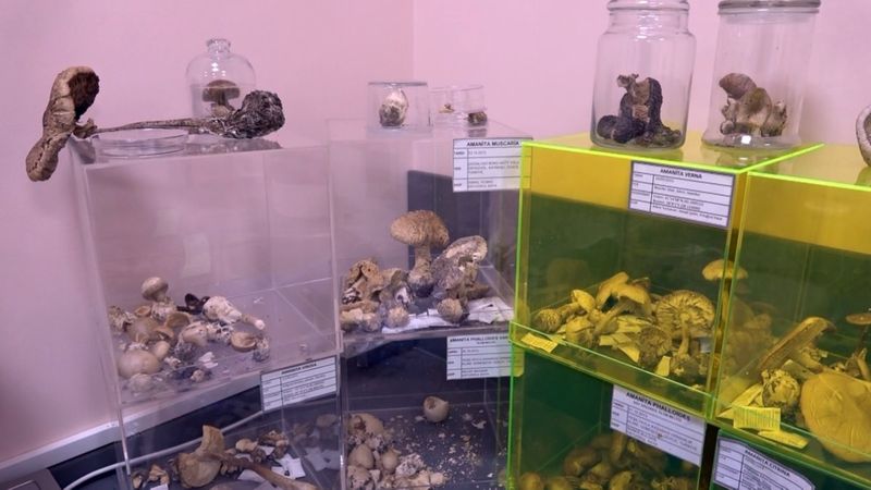 Düzce'de ölümsüzlük mantarını ürettiler