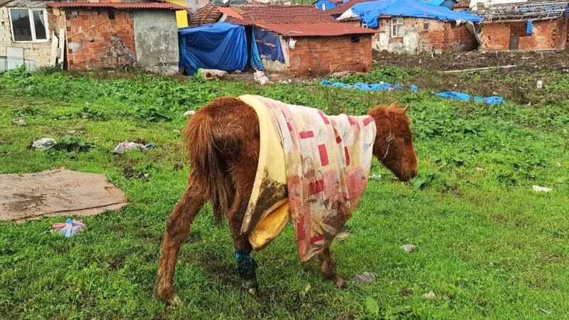 Kocaeli'de yaralı bulunan tay tedavi altına alındı