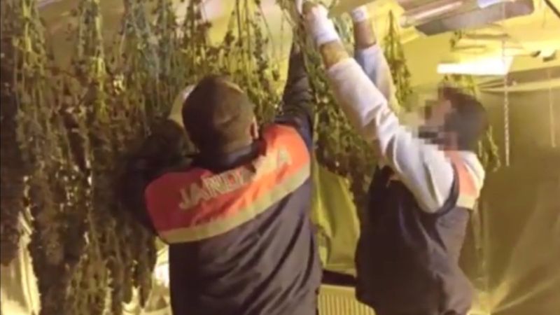 Avcılar'da uyuşturucu serasına dönüştürülen terasa operasyon: 1 tutuklama