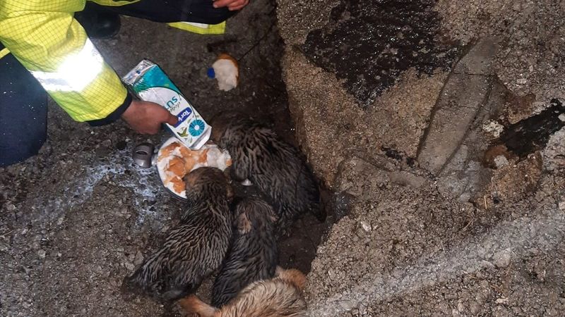 Hatay'da dere yatağında mahsur kalan köpek ve 4 yavrusu kurtarıldı