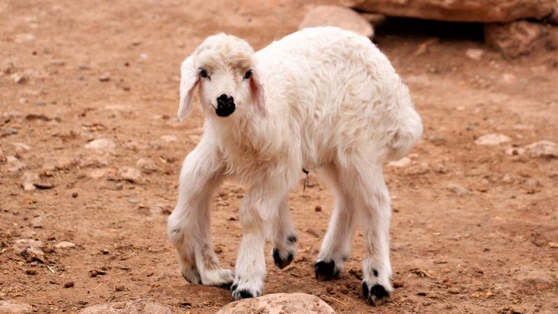 Diyarbakır'da 6 bacaklı doğan kuzu