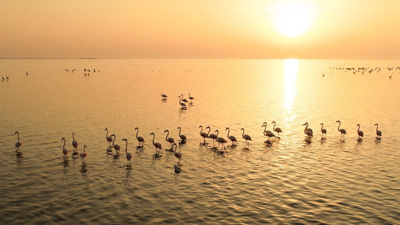 Akyatan Lagünü'nde görsel şölen