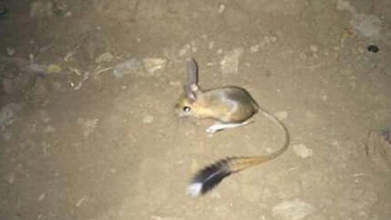 Şırnak'ta Arap tavşanı görüntülendi