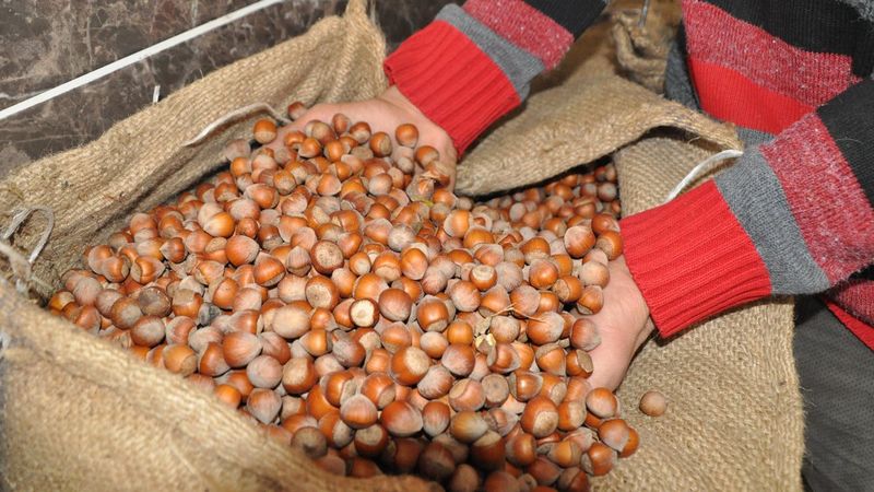 Kar yağışı fındığın verimini artıracak