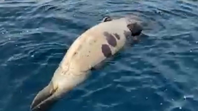 Antalya'da ölen fok balığına otopsi yapıldı