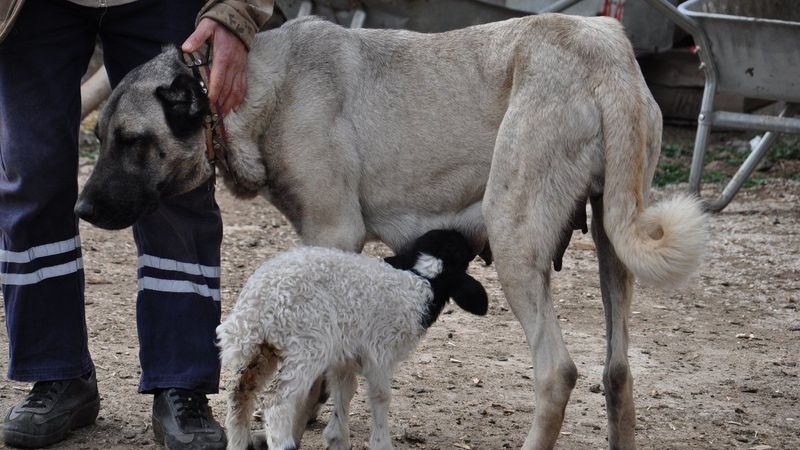 Gaziantep'te Kangal, kuzuya süt anneliği yaptı