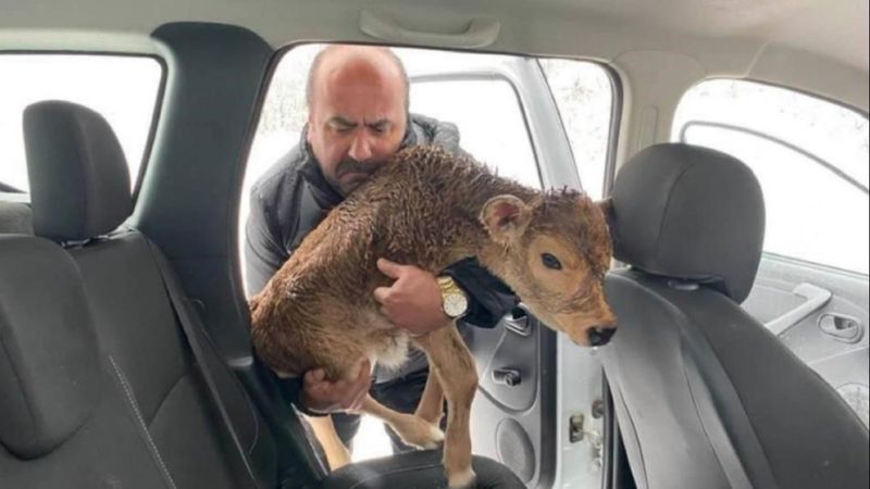 Kocaeli'de donmakta olan buzağıyı kurtardı