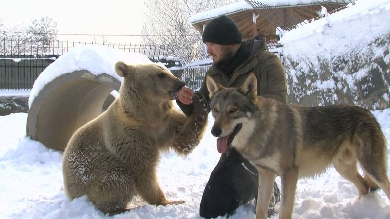Çekmeköy'de bozayı ve kurdun kar eğlencesi
