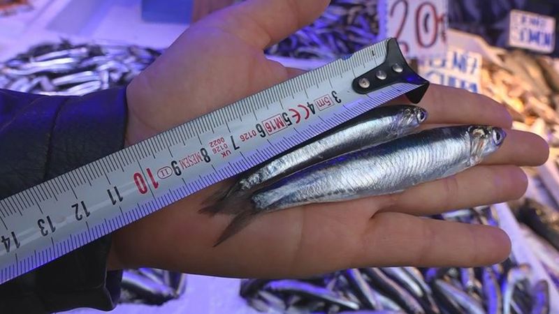 Hamsi avı yasağı uzatılsın çağrısı